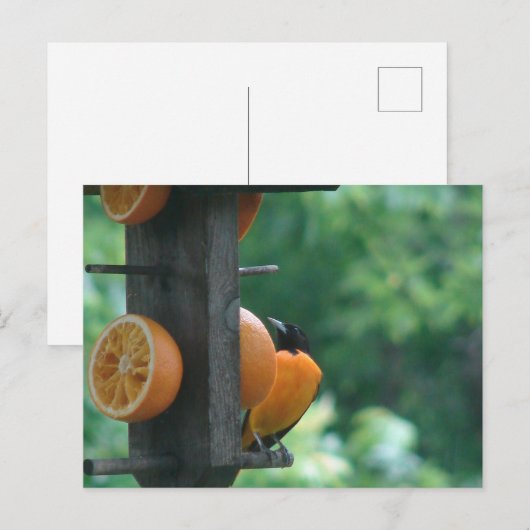 Oriole and Oranges Postkarte (Vorne/Hinten)