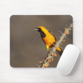 Oriole in einem Zweig Mousepad (Mit Mouse)