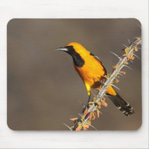 Oriole in einem Zweig Mousepad