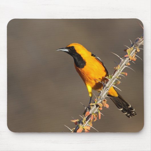 Oriole in einem Zweig Mousepad (Vorne)