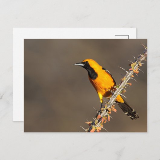 Oriole in einem Zweig Postkarte (Vorne/Hinten)