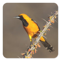 Oriole in einem Zweig
