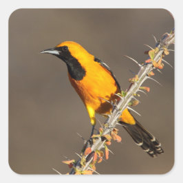 Oriole in einem Zweig Quadratischer Aufkleber