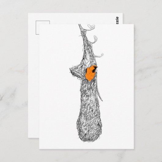 Oriole Nest Postkarte (Vorne/Hinten)