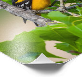 Oriole Oben Fotodruck (Ecke)