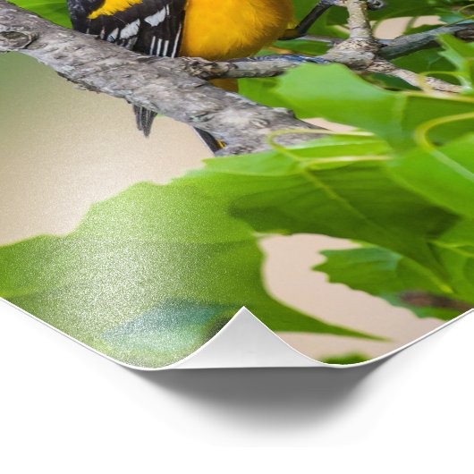 Oriole Oben Fotodruck (Ecke)