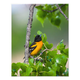 Oriole Oben Fotodruck