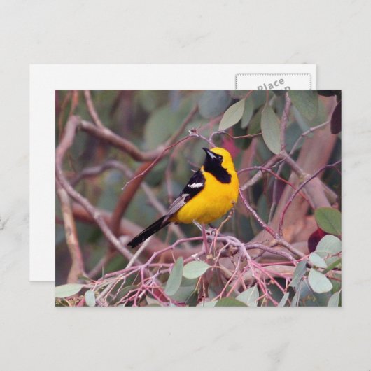 Oriole Postcard Postkarte (Vorne/Hinten)