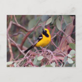 Oriole Postcard Postkarte (Vorderseite)