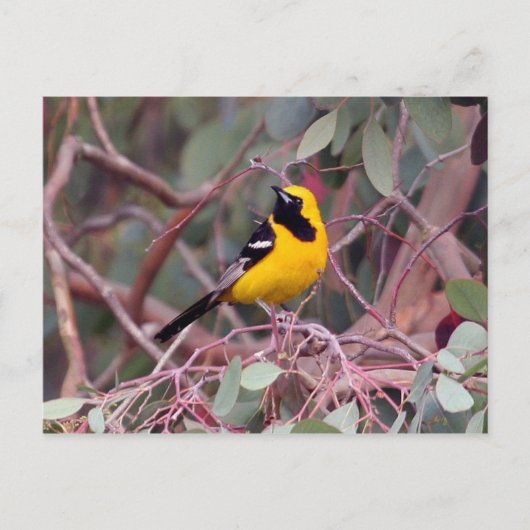 Oriole Postcard Postkarte (Vorderseite)