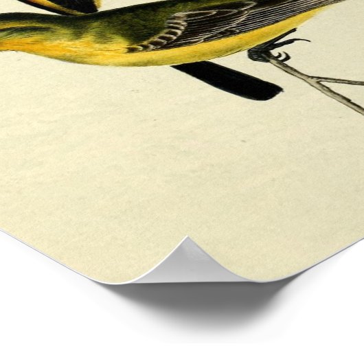 Oriole Poster (Ecke)