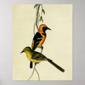 Oriole Poster (Vorne)