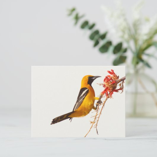 Oriole Postkarte (Stehend Vorderseite)