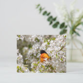 Oriole und Dogwood Postkarte (Stehend Vorderseite)