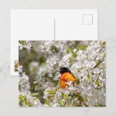 Oriole und Dogwood Postkarte (Vorne/Hinten)