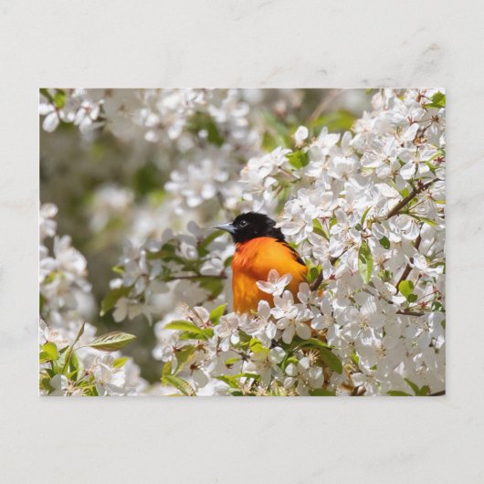 Oriole und Dogwood Postkarte (Vorderseite)