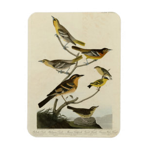 Orioles, Thrushes, von Audubons Vögeln von Amerika Magnet