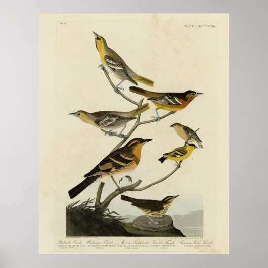 Orioles, Thrushes, von Audubons Vögeln von Amerika Poster (Vorne)