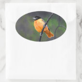 Oriolmalerei - Original Vogelkunst Ovaler Aufkleber (Tasche)