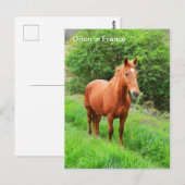 Orion-Pferd in Frankreich Postkarte (Vorne/Hinten)