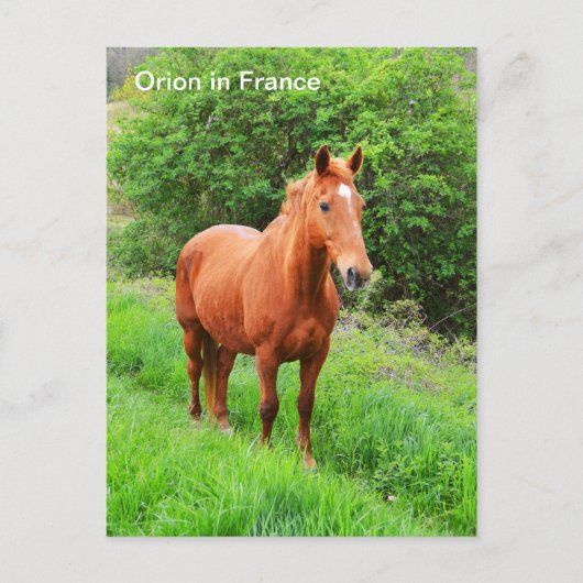 Orion-Pferd in Frankreich Postkarte (Vorderseite)