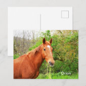 Orion-Pferd Postkarte (Vorne/Hinten)