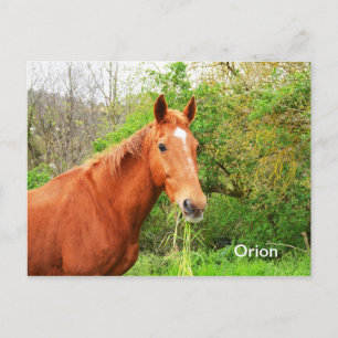 Orion-Pferd Postkarte