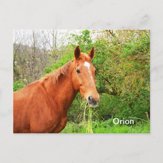 Orion-Pferd Postkarte (Vorderseite)