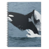 Orka Wal Notizblock (Vorderseite)