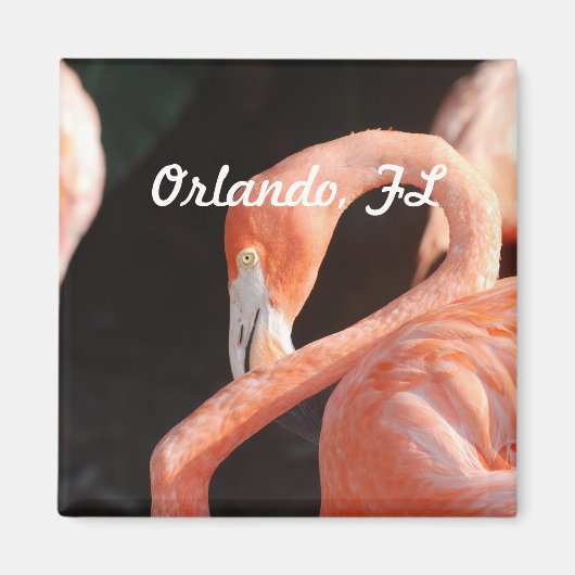 Orlando Magnet (Vorne)