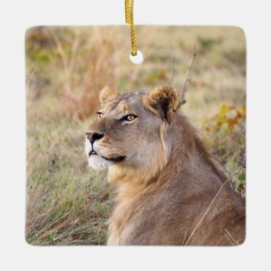 Ornament (Vorderseite)