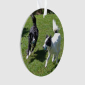 Ornament - Colliese, die Ball spielen (Vorderseite)