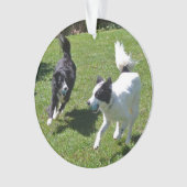 Ornament - Colliese, die Ball spielen (Vorderseite)