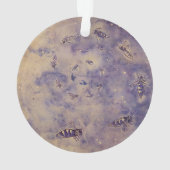 Ornament der Weltraumbienen (Rückseite)