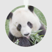 Ornament Foto Riesenpanda , Tiere 0292. (Rückseite)