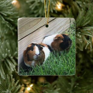 Ornament - Guinea Schweine