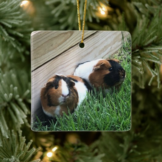 Ornament - Guinea Schweine (Baum)