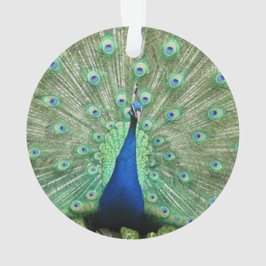 Ornament - Pfau (Rückseite)