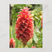 Ornamental Ginger Postkarte (Vorderseite)