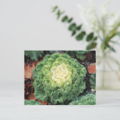 Ornamental Kale Postkarte (Stehend Vorderseite)