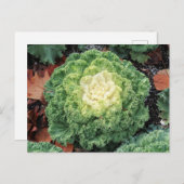 Ornamental Kale Postkarte (Vorne/Hinten)