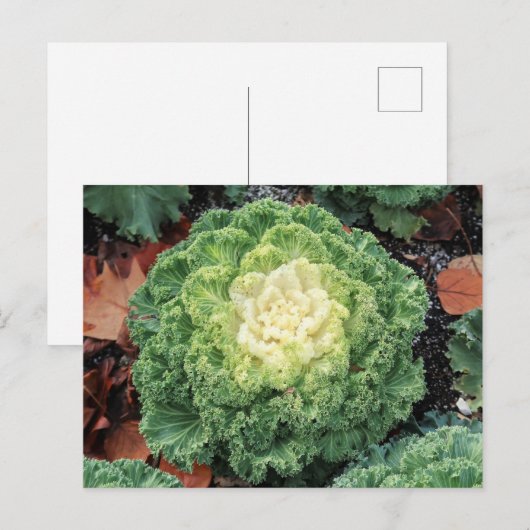 Ornamental Kale Postkarte (Vorne/Hinten)
