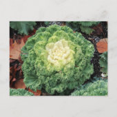 Ornamental Kale Postkarte (Vorderseite)