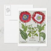 Ornamentale Poppies aus der 'Hortus Eystettensis' Postkarte (Vorne/Hinten)
