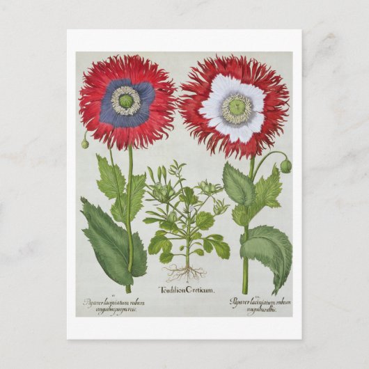 Ornamentale Poppies aus der 'Hortus Eystettensis' Postkarte (Vorderseite)