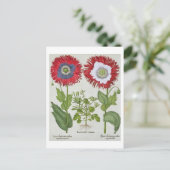 Ornamentale Poppies aus der 'Hortus Eystettensis' Postkarte (Stehend Vorderseite)