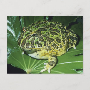 Ornate Horned Frog, (Ceratophrys ornata), Postkarte