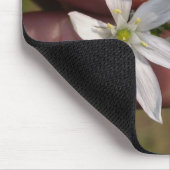 Ornithogalum umbellatum mousepad (Ecke)