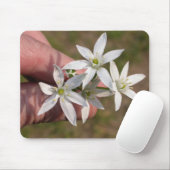 Ornithogalum umbellatum mousepad (Mit Mouse)