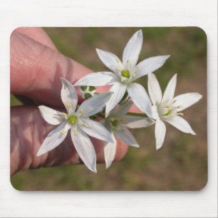 Ornithogalum umbellatum mousepad